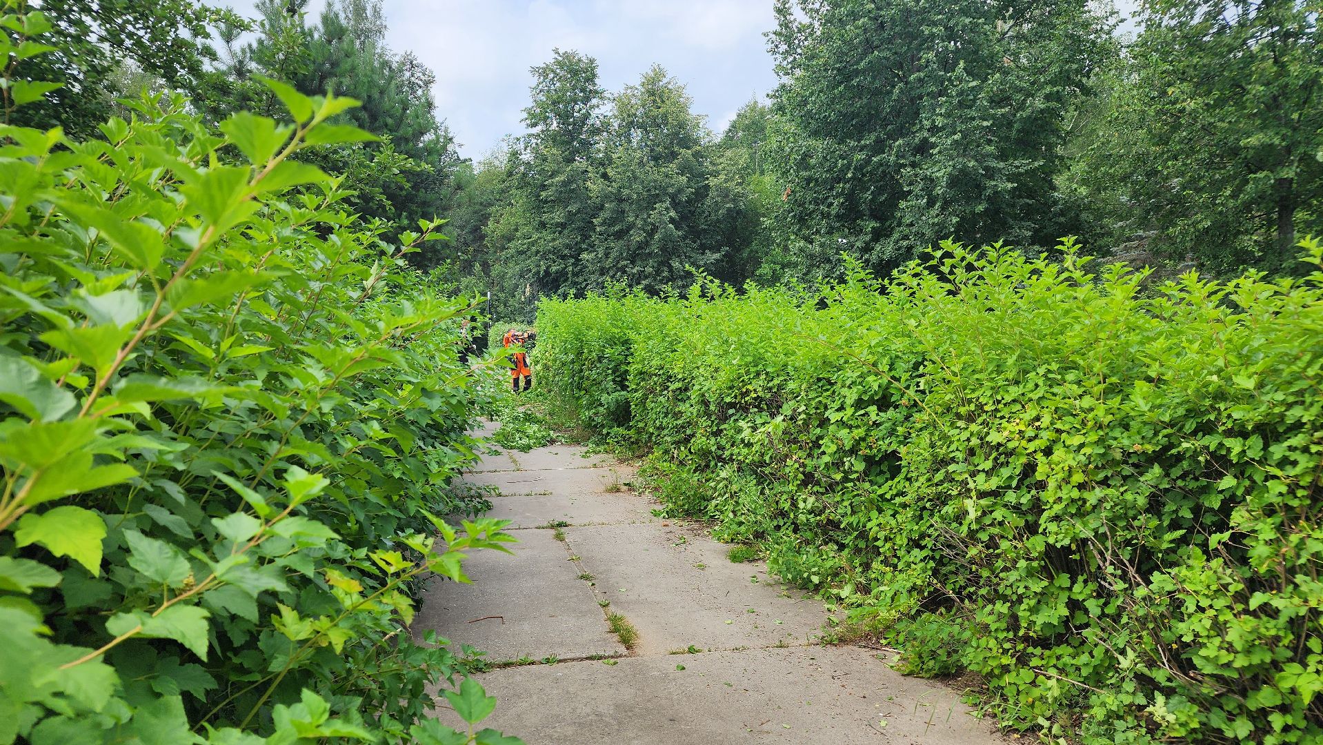 комбинат благоустройства, протвино, стрижка кустов,