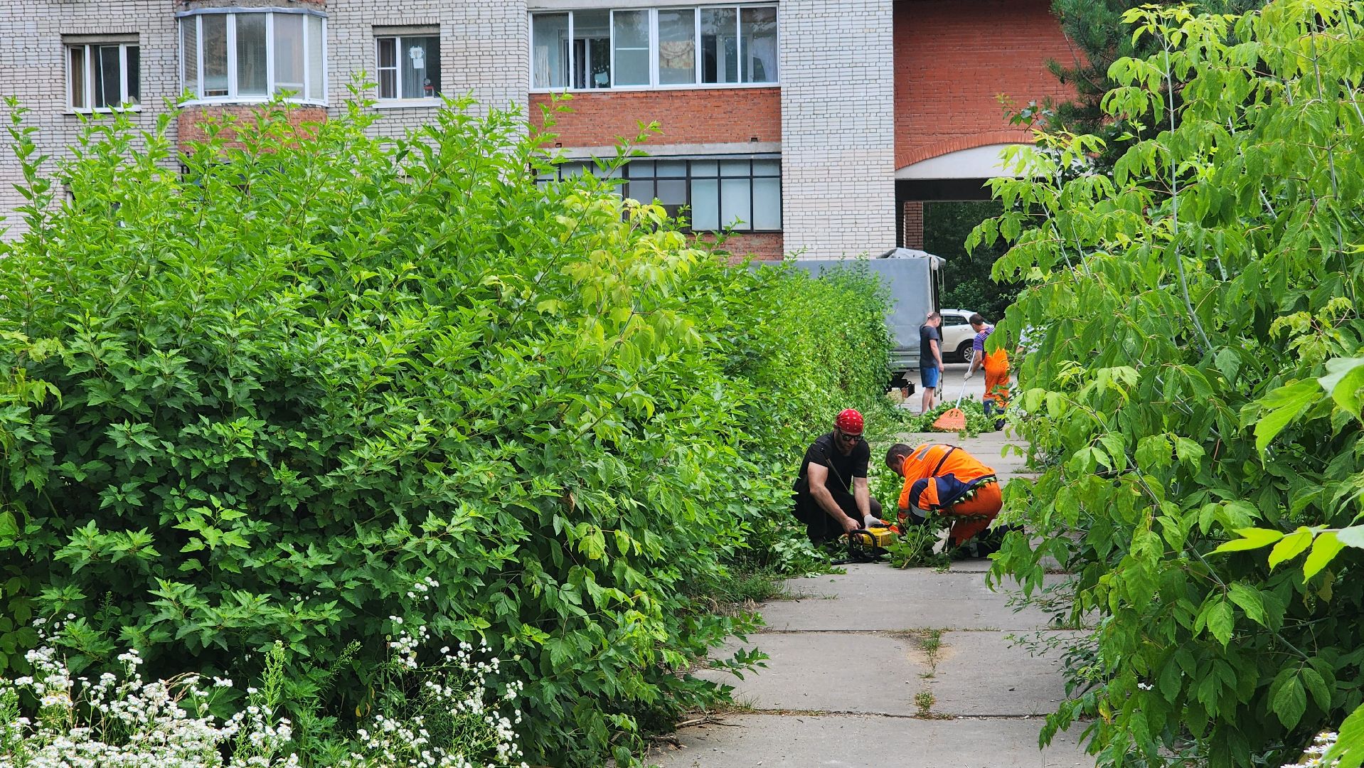 комбинат благоустройства, протвино, стрижка кустов,