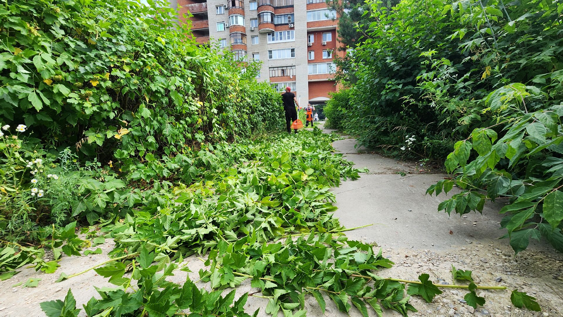 комбинат благоустройства, протвино, стрижка кустов,