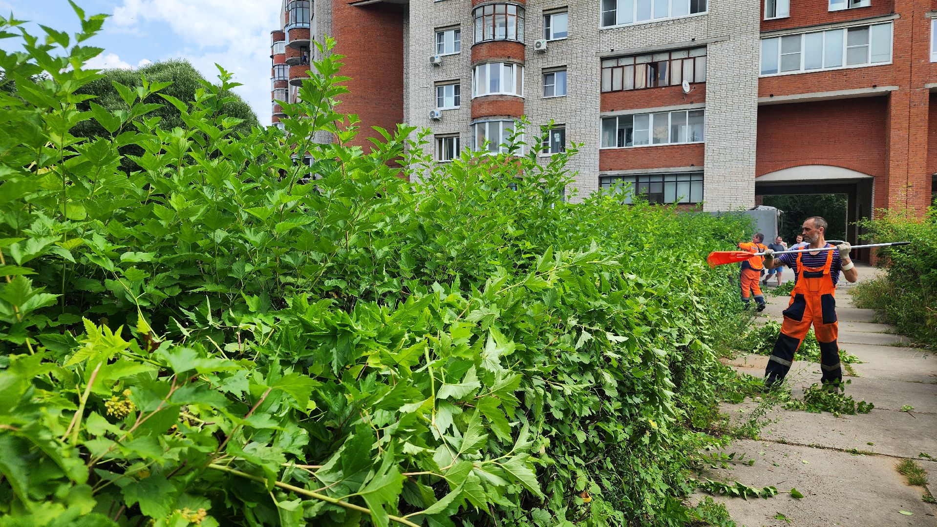 комбинат благоустройства, протвино, стрижка кустов,