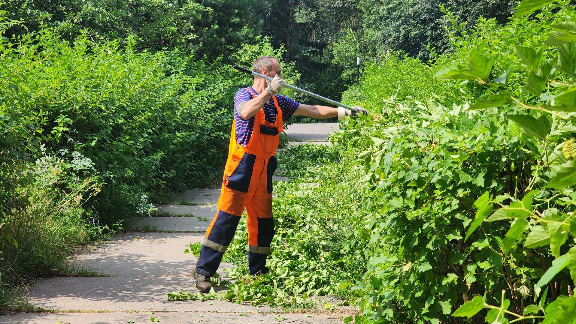 комбинат благоустройства, протвино, стрижка кустов,