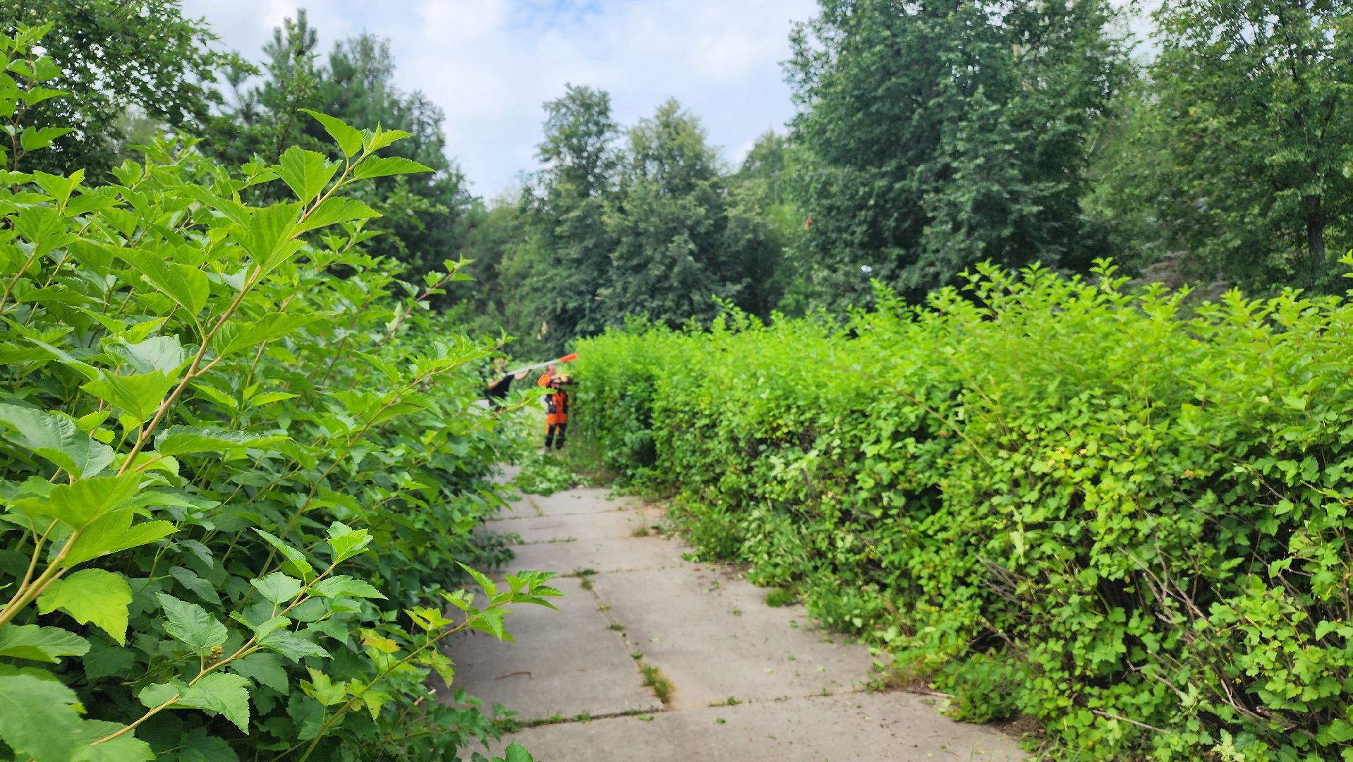 комбинат благоустройства, протвино, стрижка кустов,