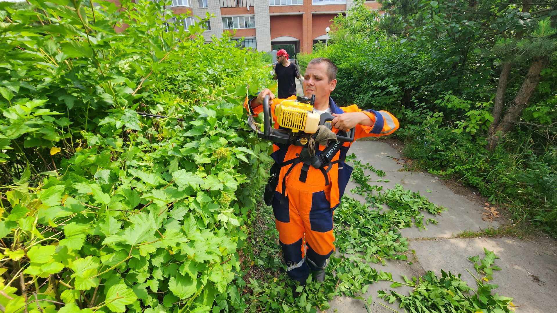 комбинат благоустройства, протвино, стрижка кустов,