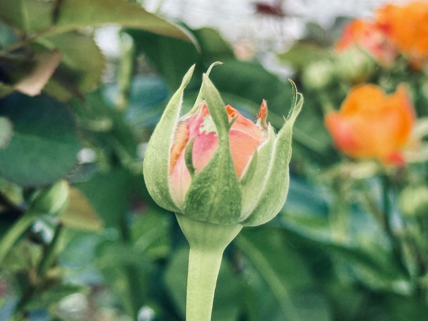 раменское, подосинки, розы, тепличный комплекс, производство, экономика,