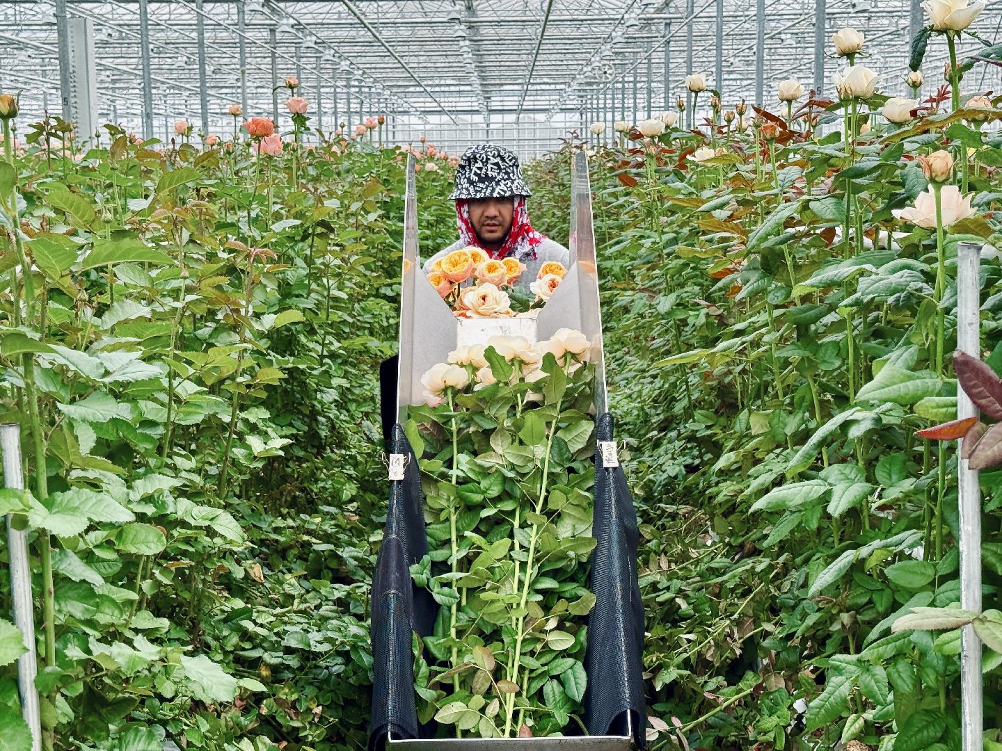 раменское, подосинки, розы, тепличный комплекс, производство, экономика,