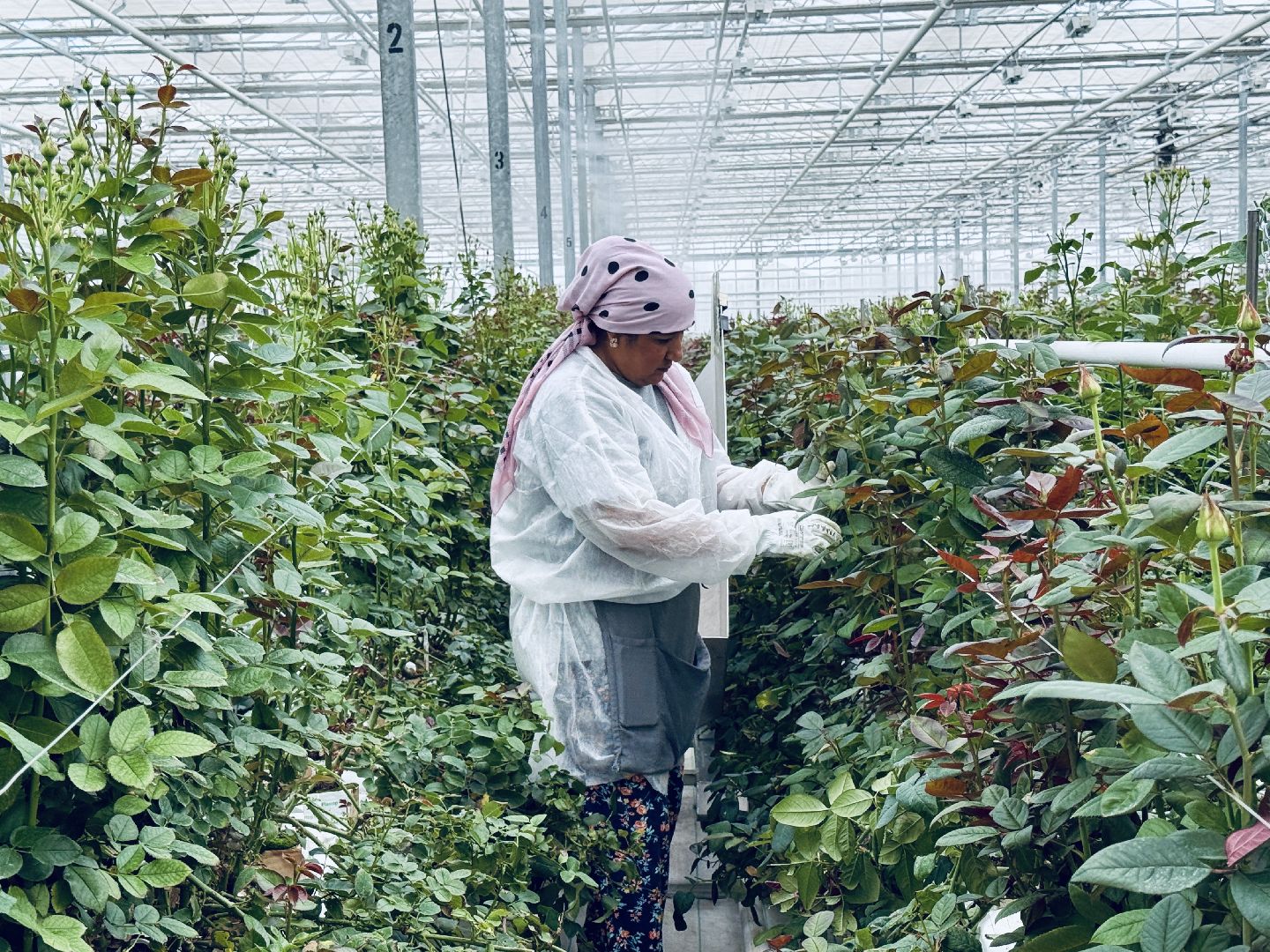 раменское, подосинки, розы, тепличный комплекс, производство, экономика,