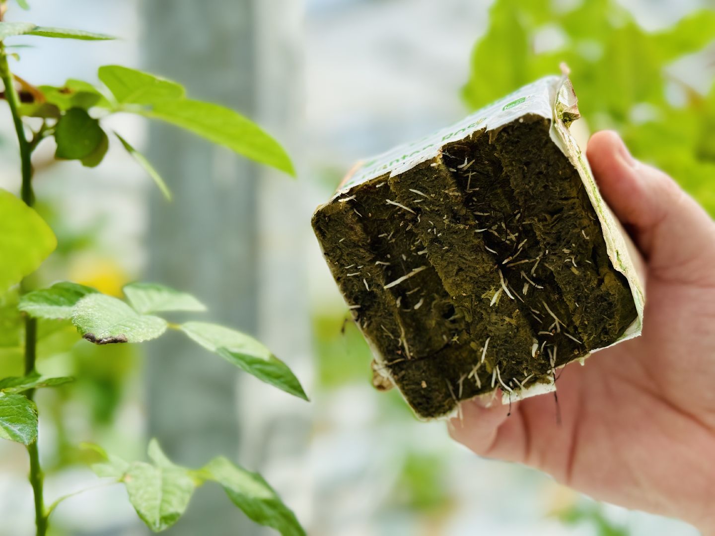 раменское, подосинки, розы, тепличный комплекс, производство, экономика,