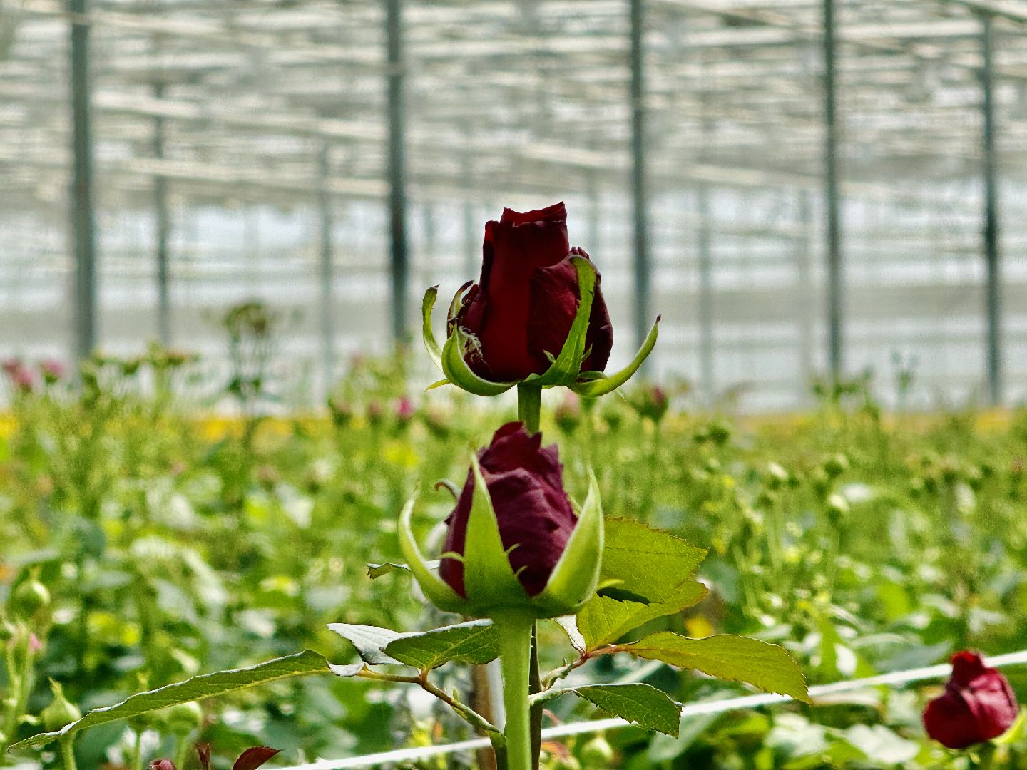 раменское, подосинки, розы, тепличный комплекс, производство, экономика,