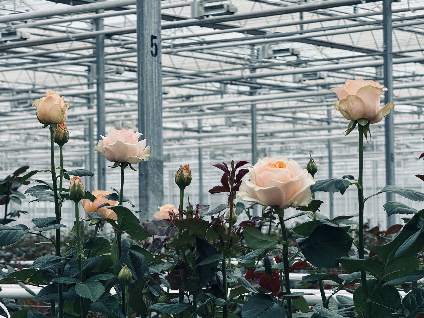 раменское, подосинки, розы, тепличный комплекс, производство, экономика,
