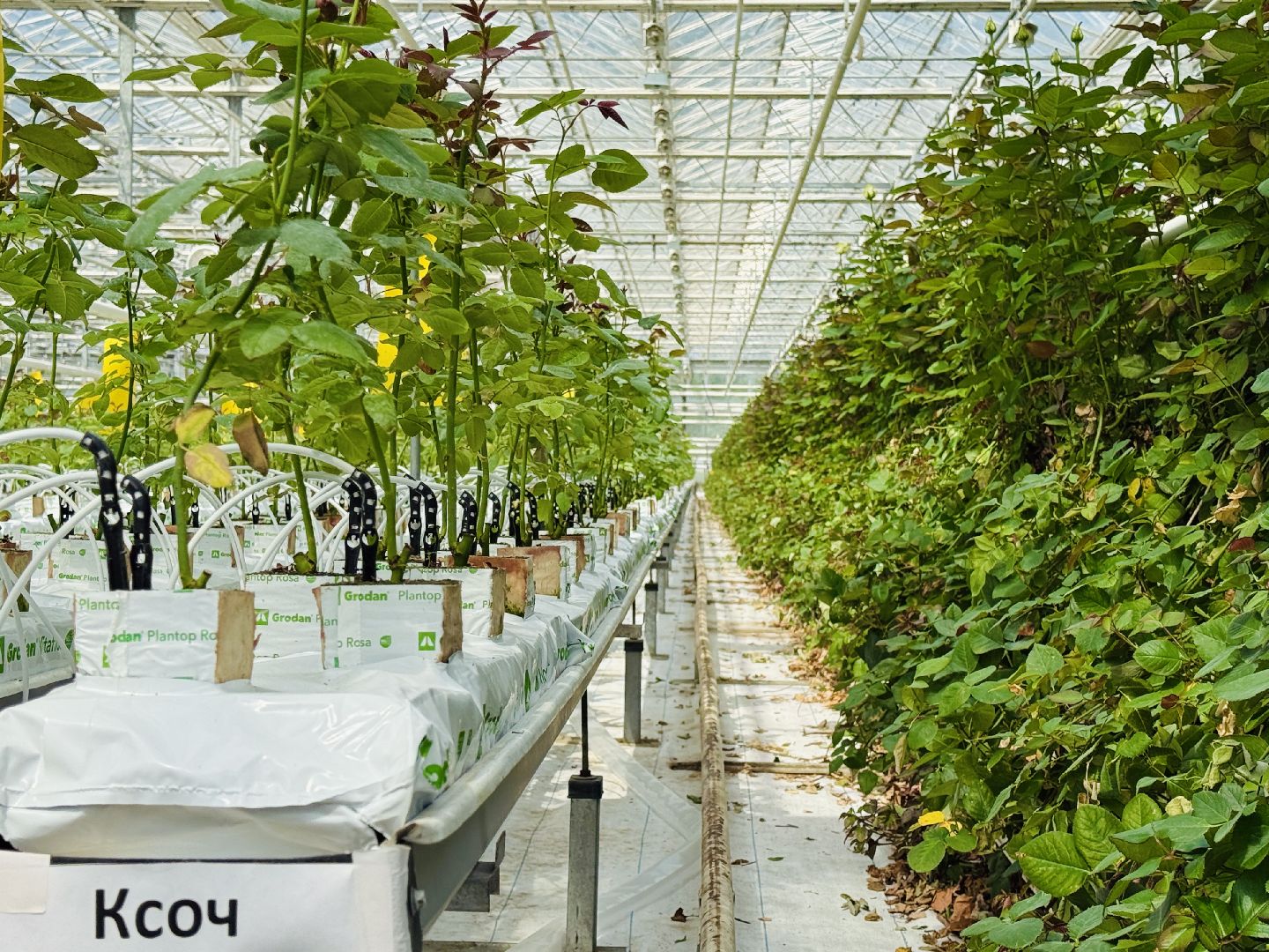 раменское, подосинки, розы, тепличный комплекс, производство, экономика,