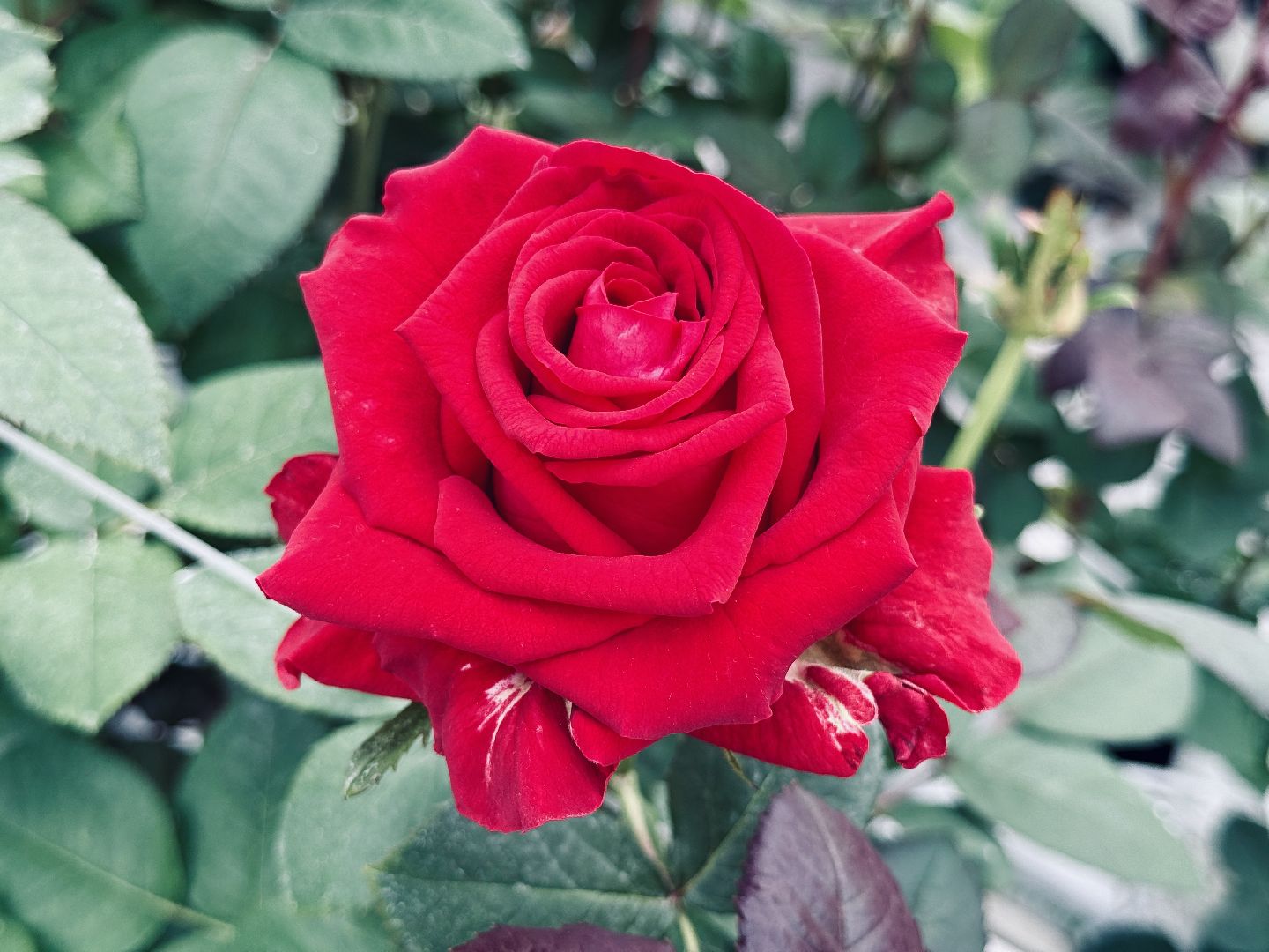 раменское, подосинки, розы, тепличный комплекс, производство, экономика,