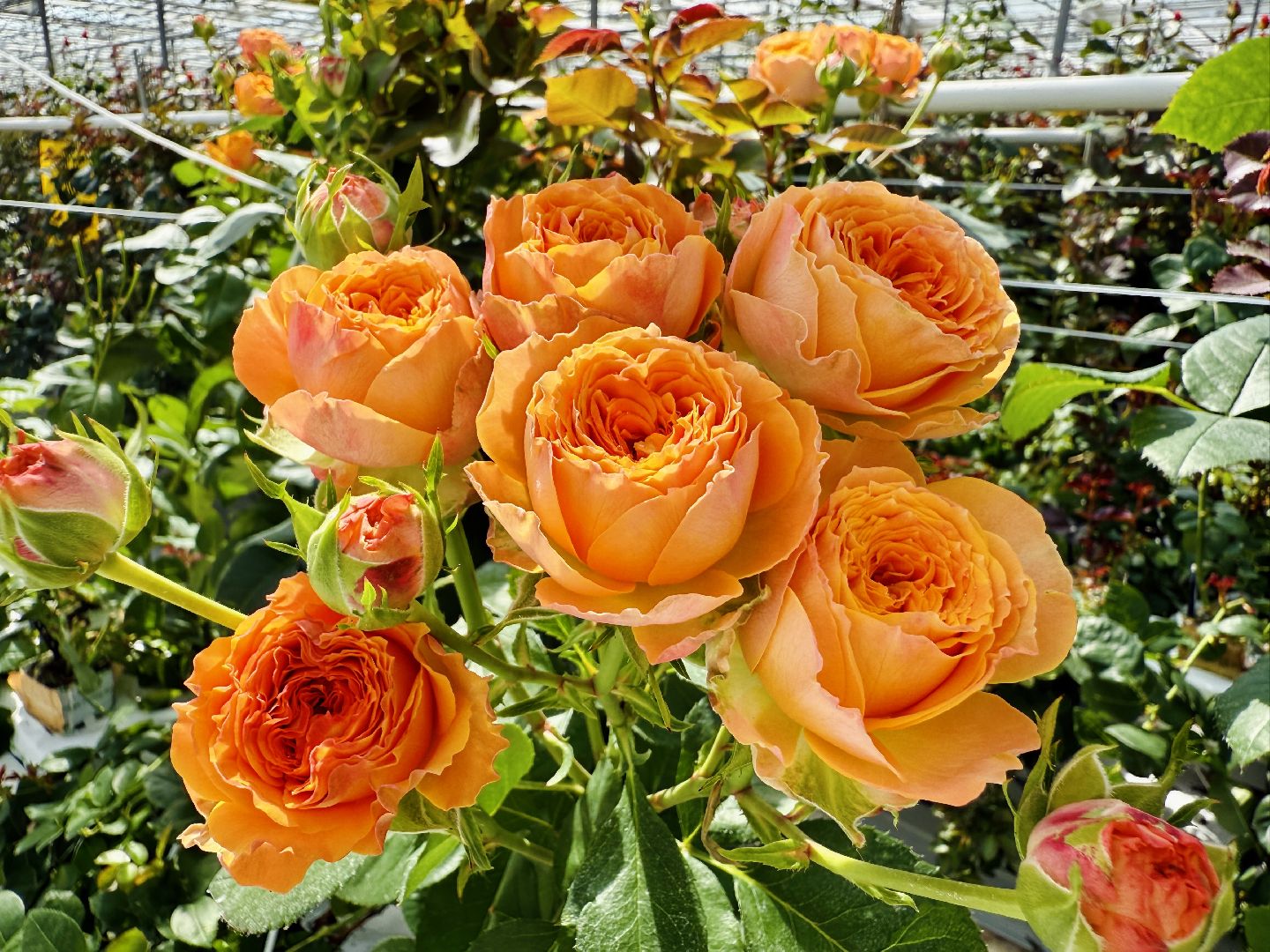 раменское, подосинки, розы, тепличный комплекс, производство, экономика,