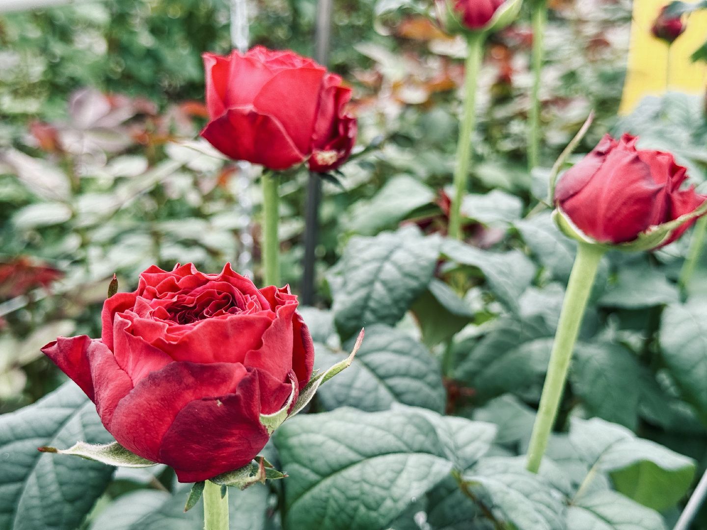 раменское, подосинки, розы, тепличный комплекс, производство, экономика,