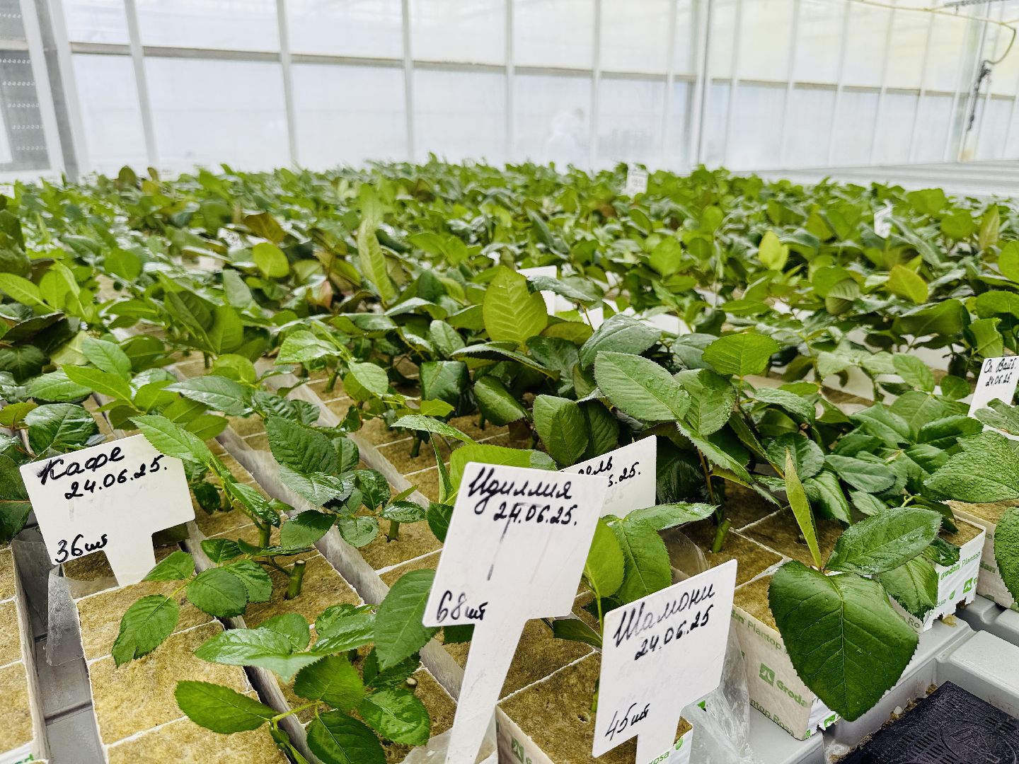 раменское, подосинки, розы, тепличный комплекс, производство, экономика,