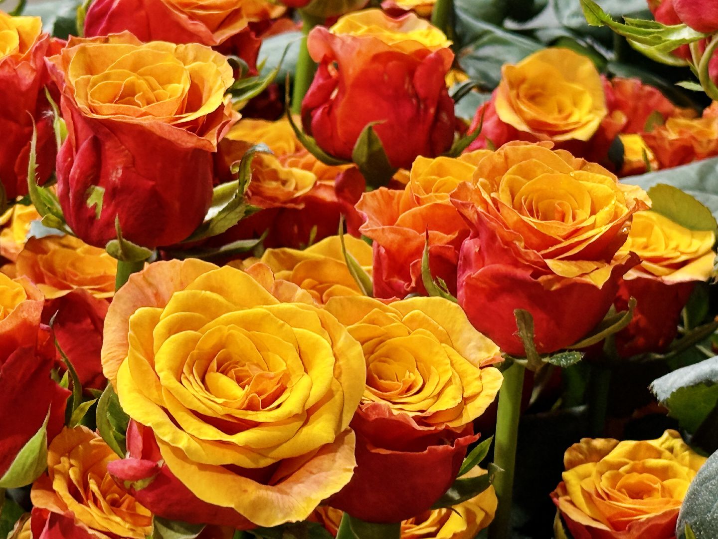 раменское, подосинки, розы, тепличный комплекс, производство, экономика,