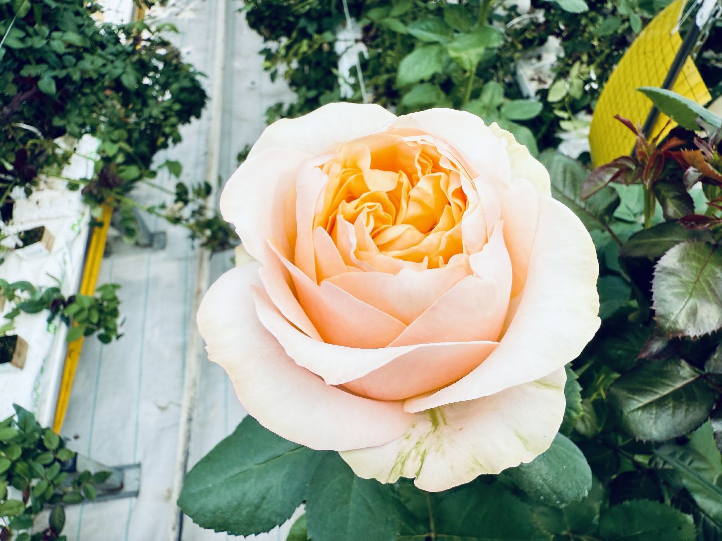 раменское, подосинки, розы, тепличный комплекс, производство, экономика,