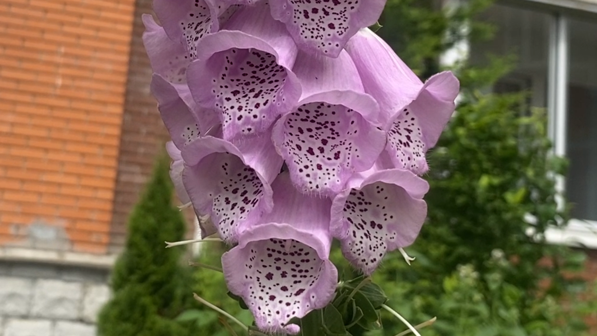 благоустройство территории,   власиха березка, микрорайон березка, микрорайон березка власиха, цветники в березке,