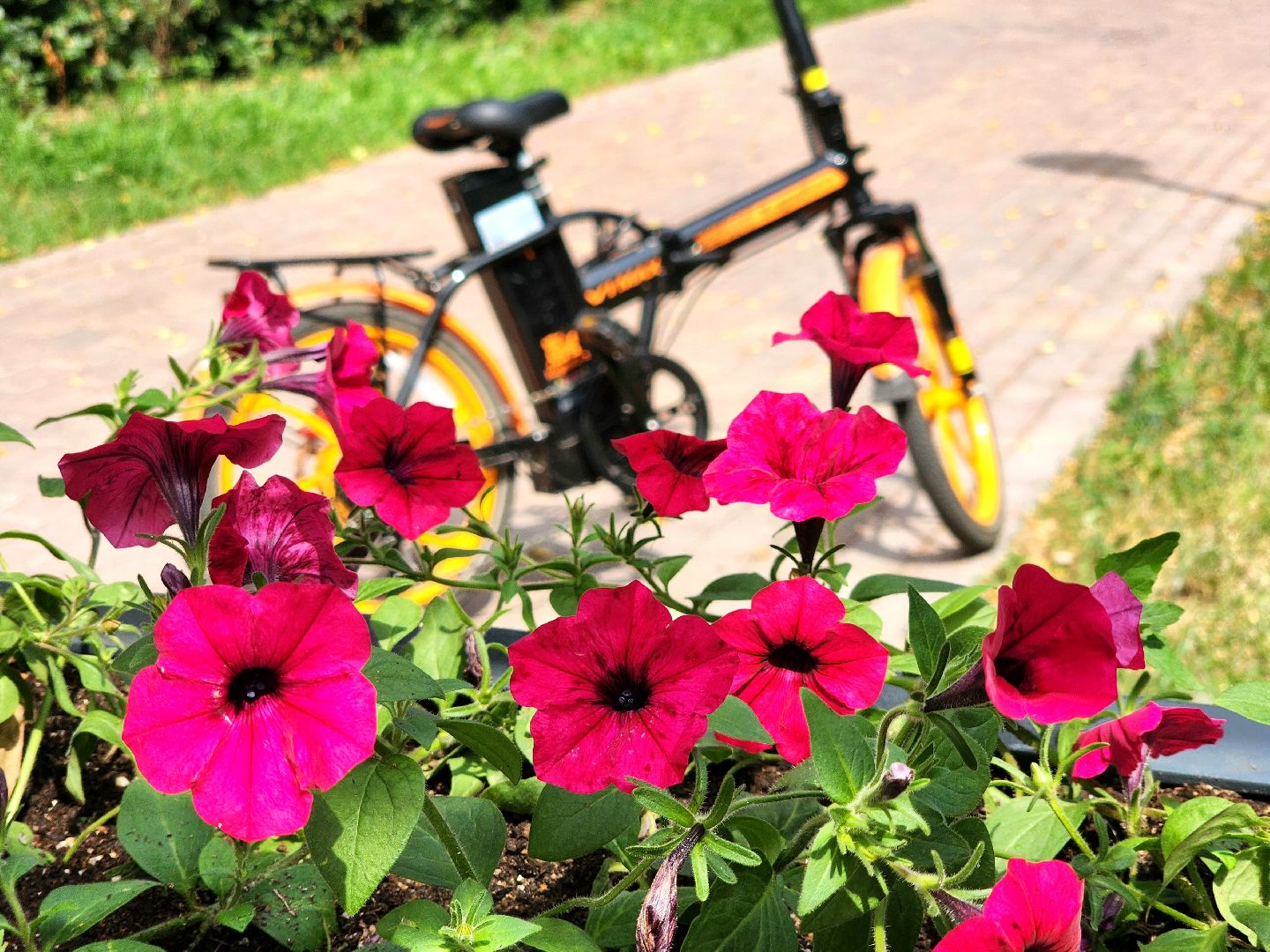 Пущино, благоустройство 2025, цветы, серпухов,