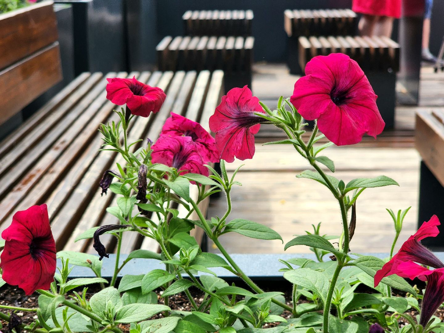 Пущино, благоустройство 2025, цветы, серпухов,