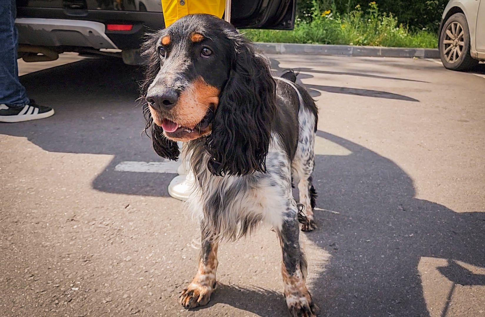 бронницы, чипирование животных в бронницах, вакцинация животных в бронницах,выездная регистрация домашних животных,