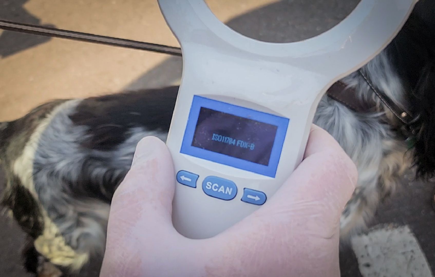 бронницы, чипирование животных в бронницах, вакцинация животных в бронницах,выездная регистрация домашних животных,