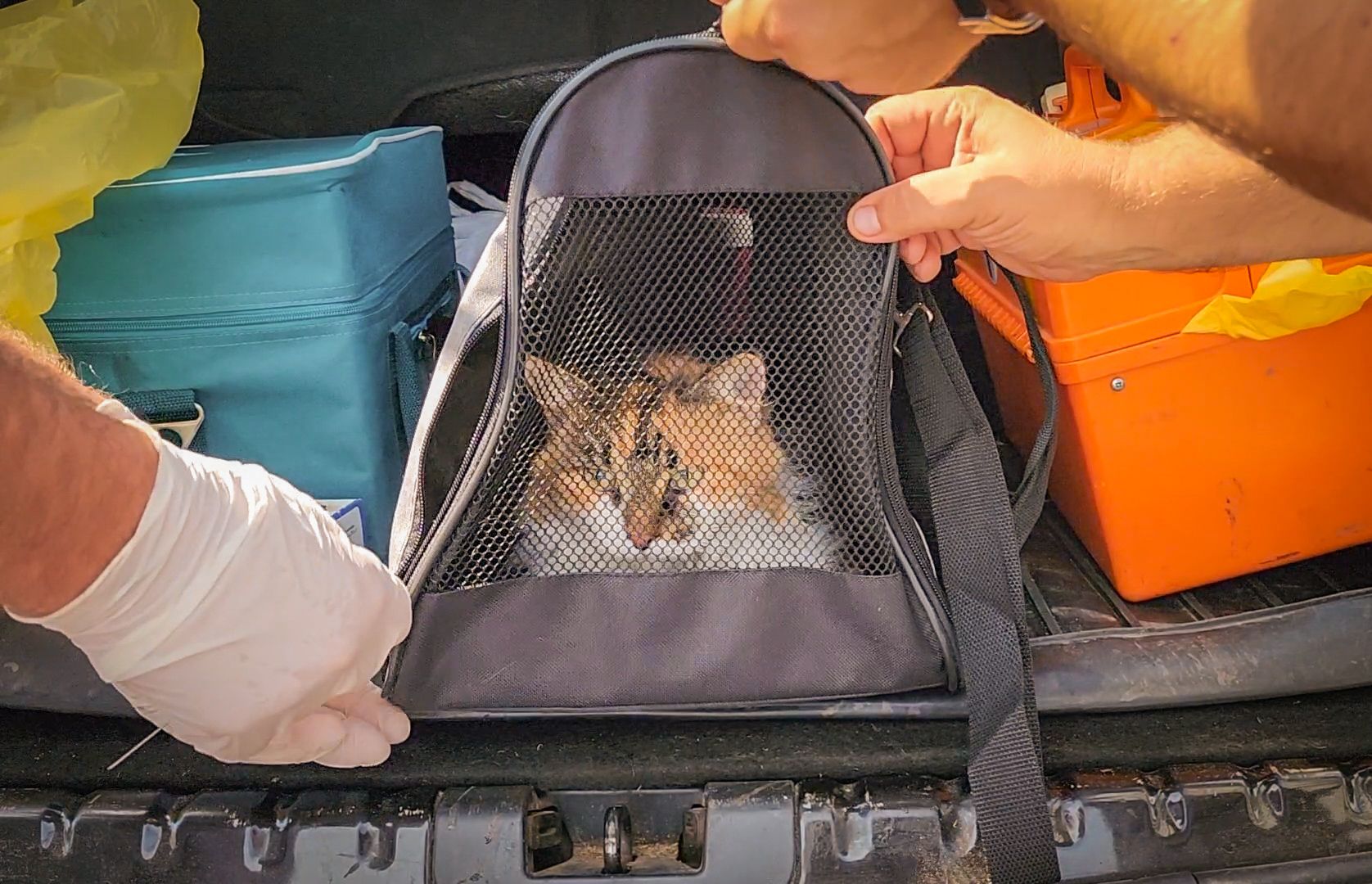 бронницы, чипирование животных в бронницах, вакцинация животных в бронницах,выездная регистрация домашних животных,