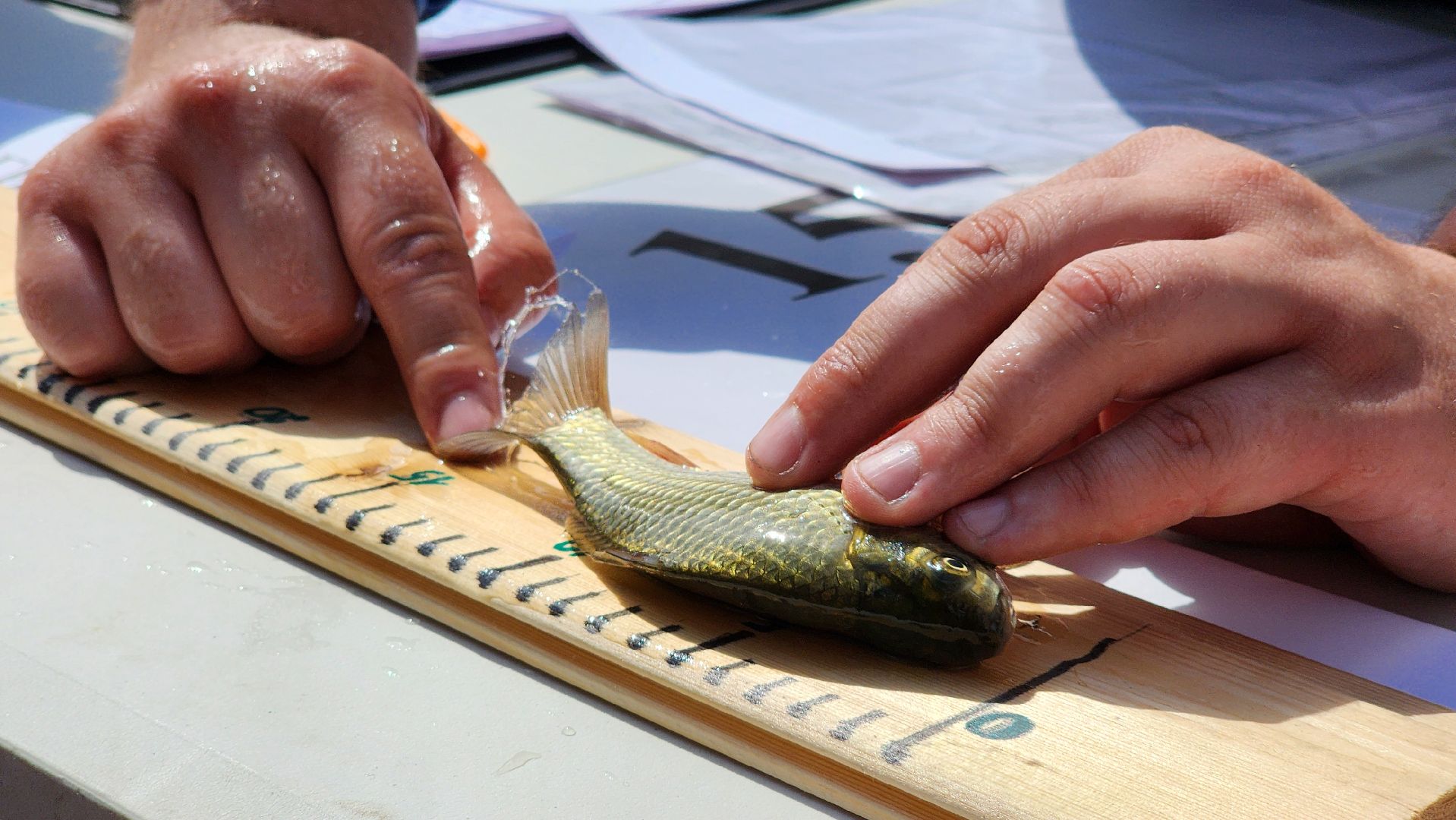 день рыбака, рыбалка, черепаха, набережная, лосино-петровский,