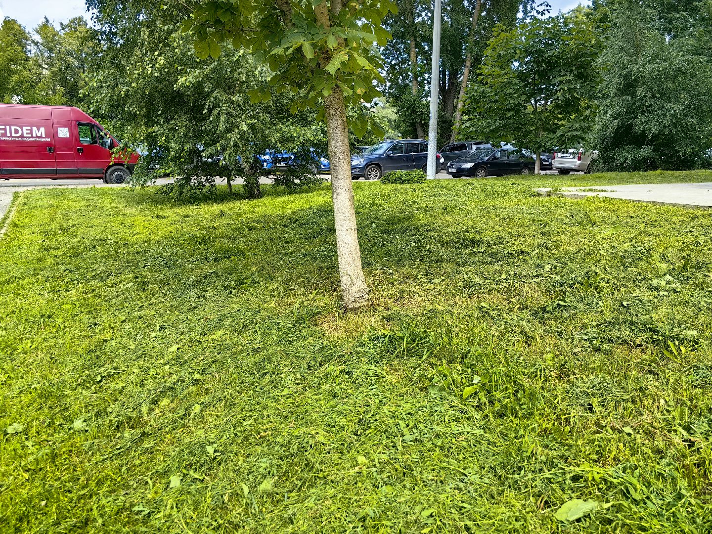 газон, ландшафт, мусор, лужайка,