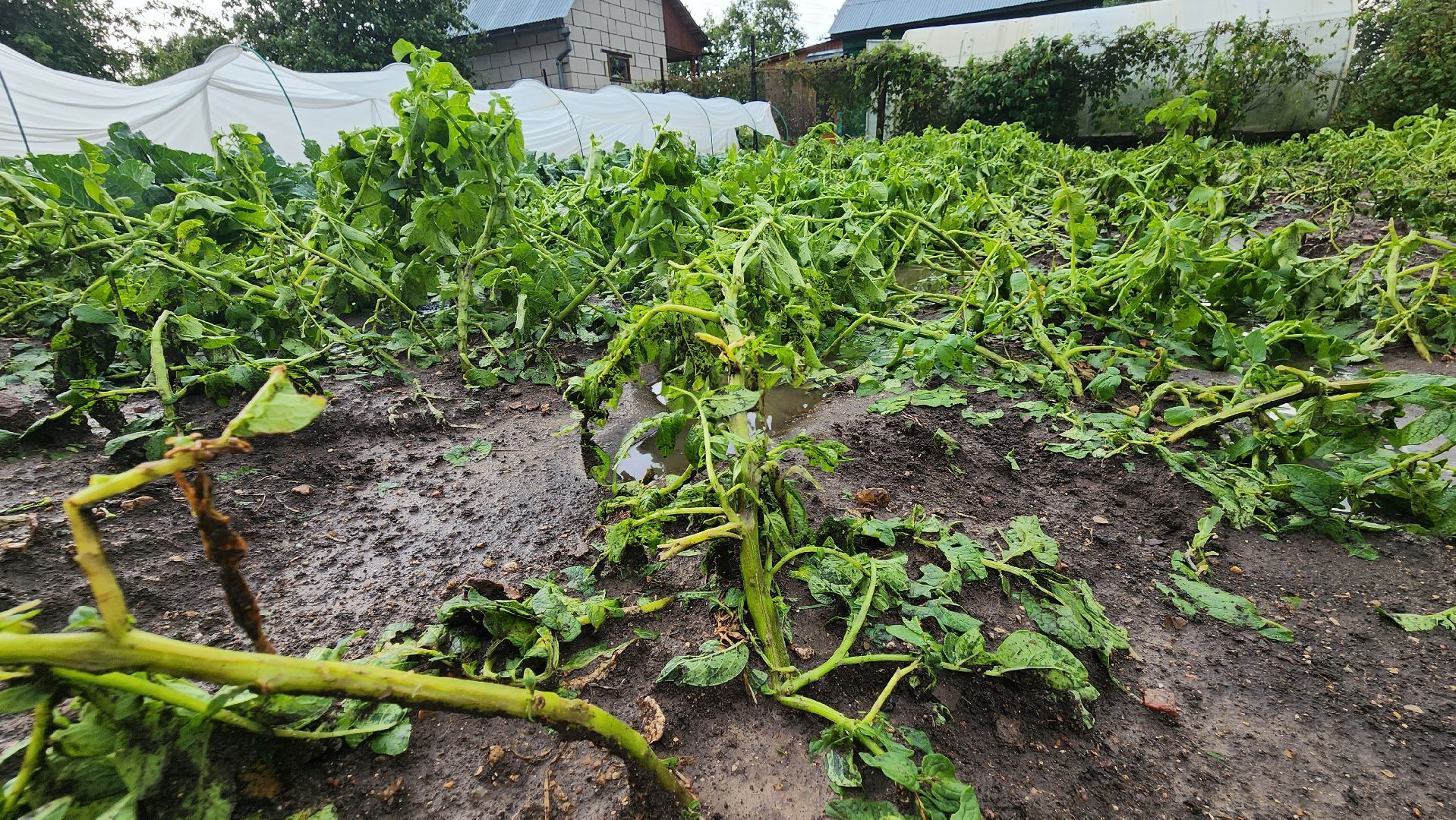 Град, Можайск, Непогода, Ливень,