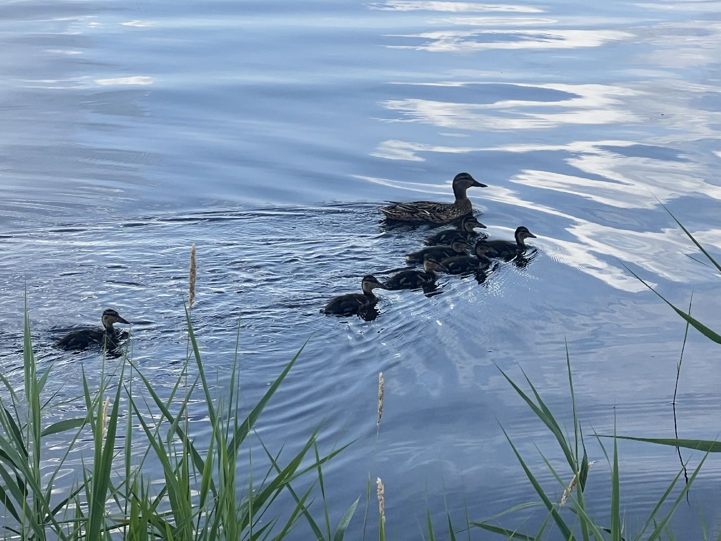 Запрудня, Солнечный берег, талдомскийокруг, пляж, отдых на воде,