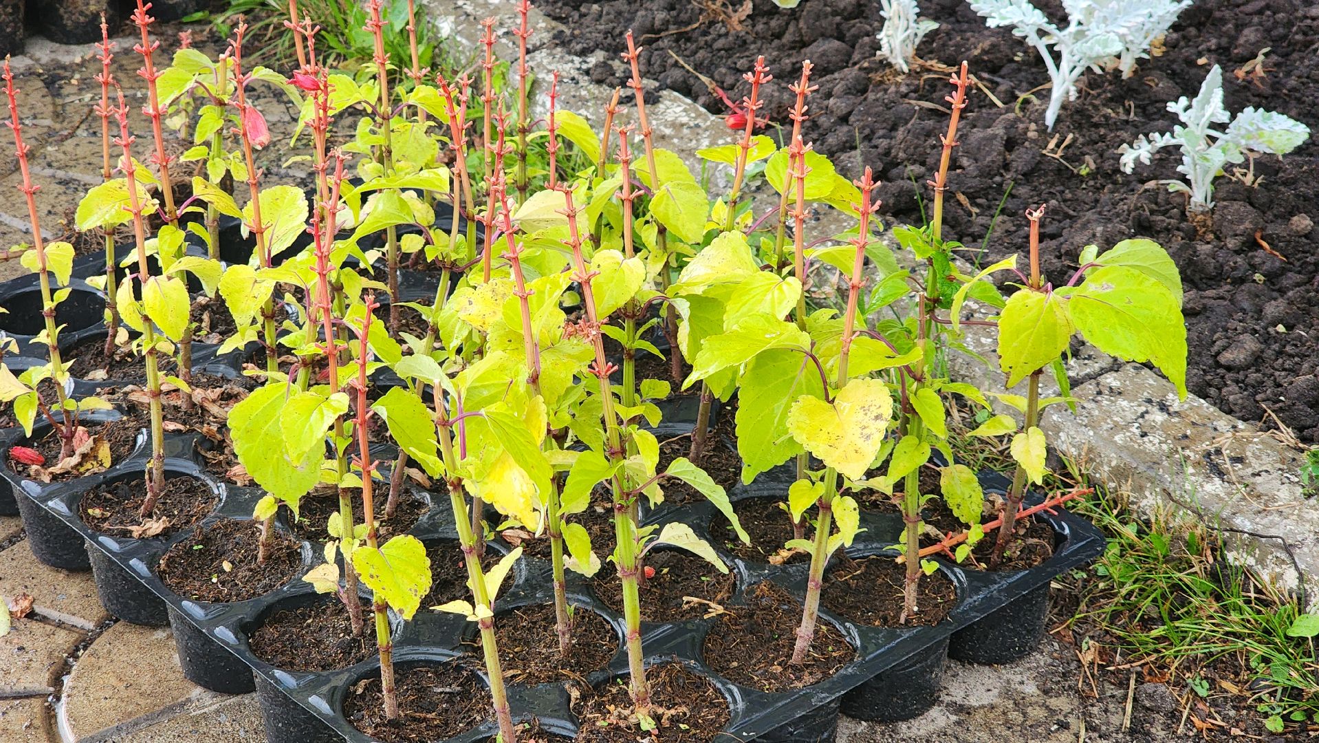 Озеленение , Высадка растений , однолетние цветы, Мемориал , Лобня,