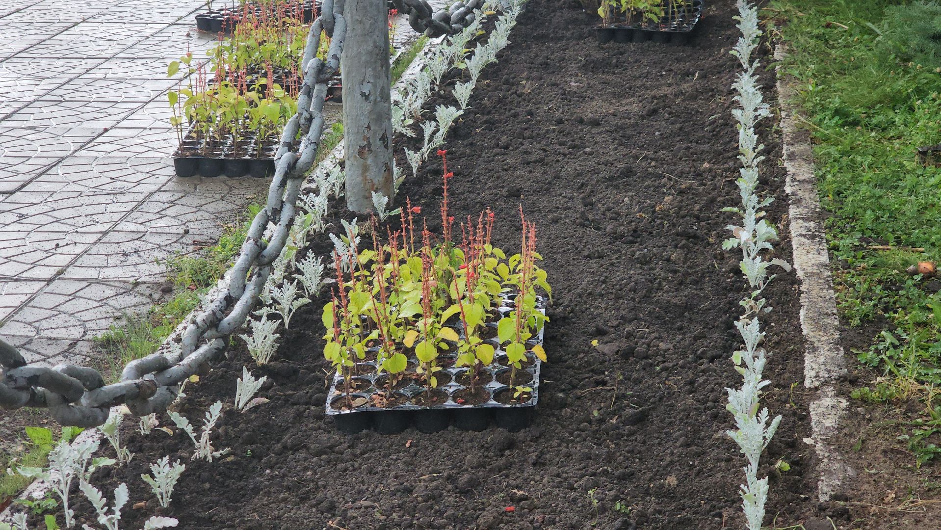 Озеленение , Высадка растений , однолетние цветы, Мемориал , Лобня,