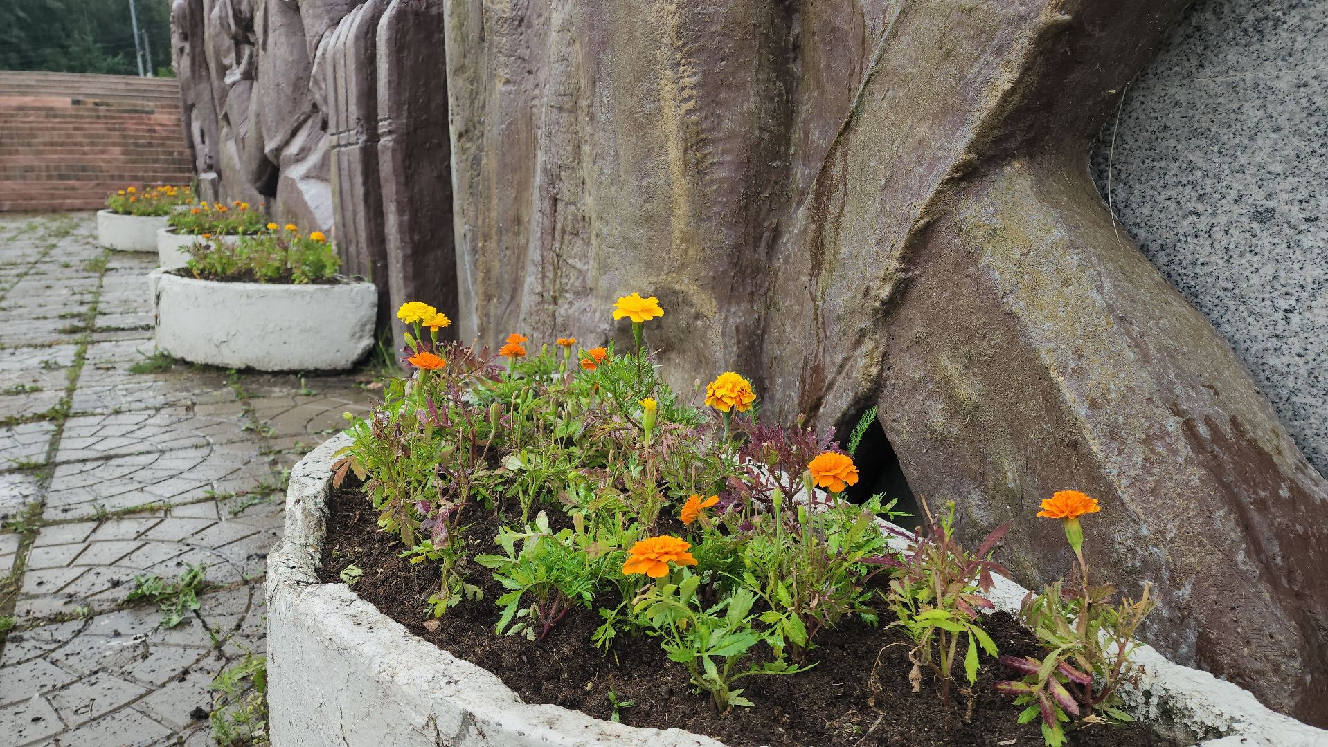 Озеленение , Высадка растений , однолетние цветы, Мемориал , Лобня,