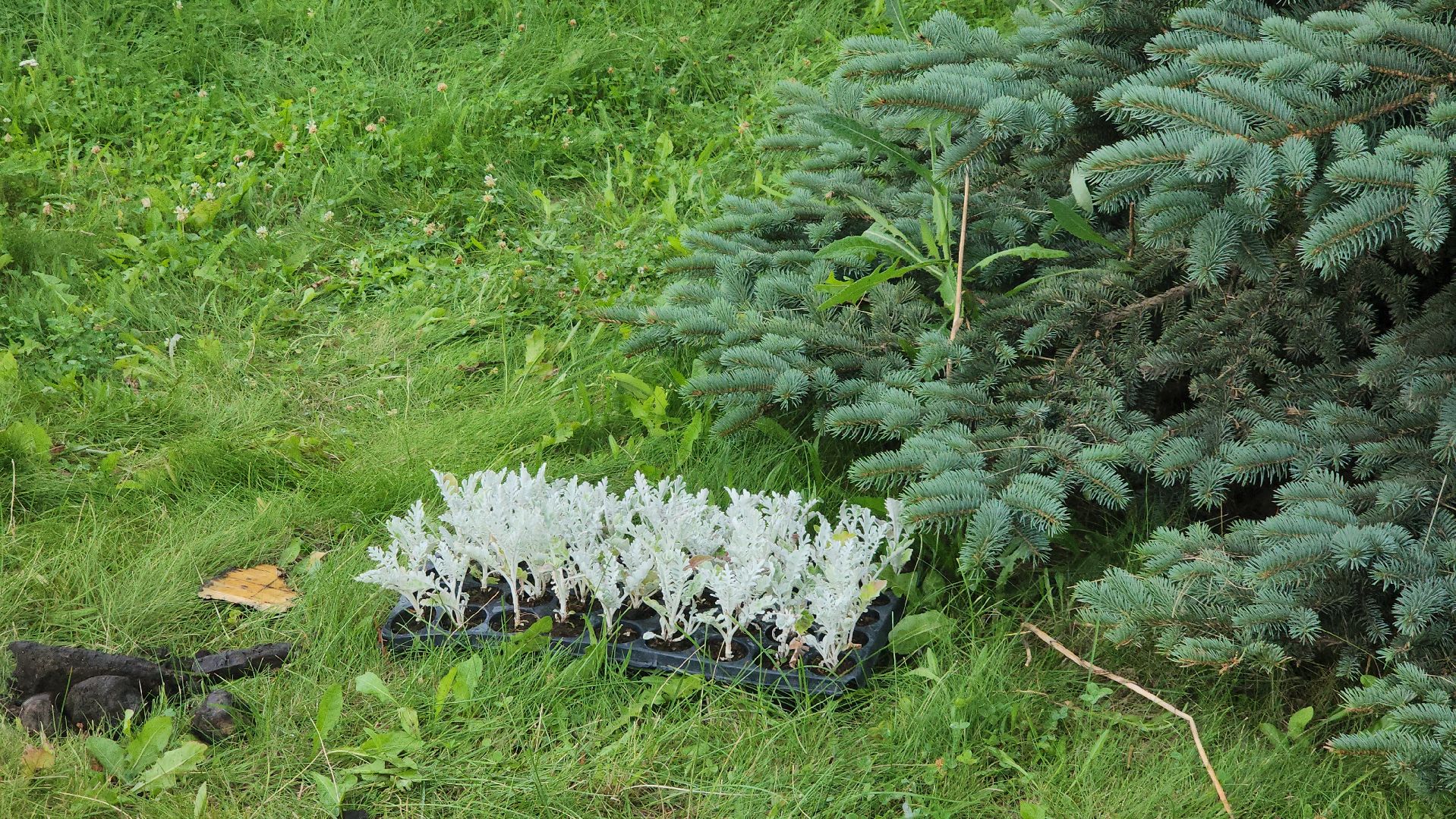 Озеленение , Высадка растений , однолетние цветы, Мемориал , Лобня,