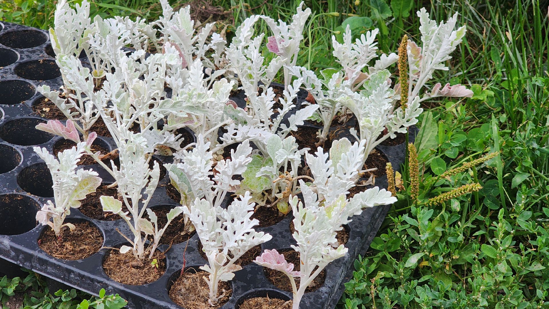 Озеленение , Высадка растений , однолетние цветы, Мемориал , Лобня,