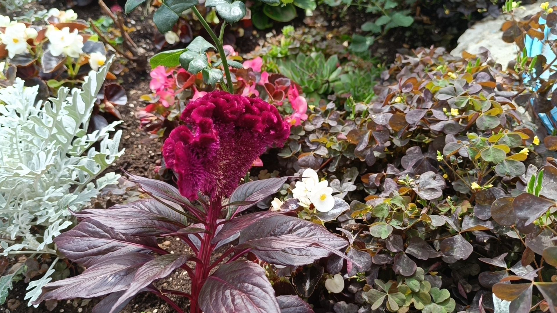 сво, лобня, дом,