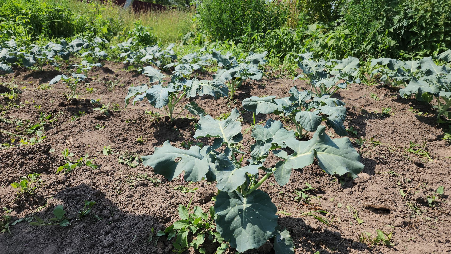 ступино, сельское хозяйство, импортозамещение,