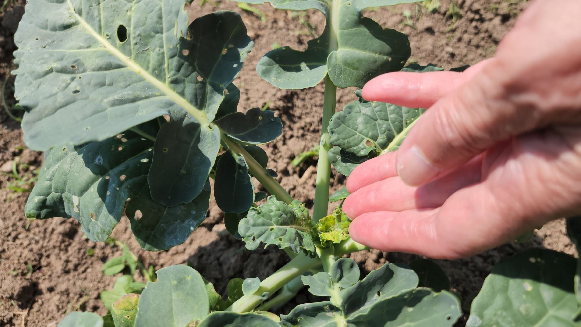 ступино, сельское хозяйство, импортозамещение,