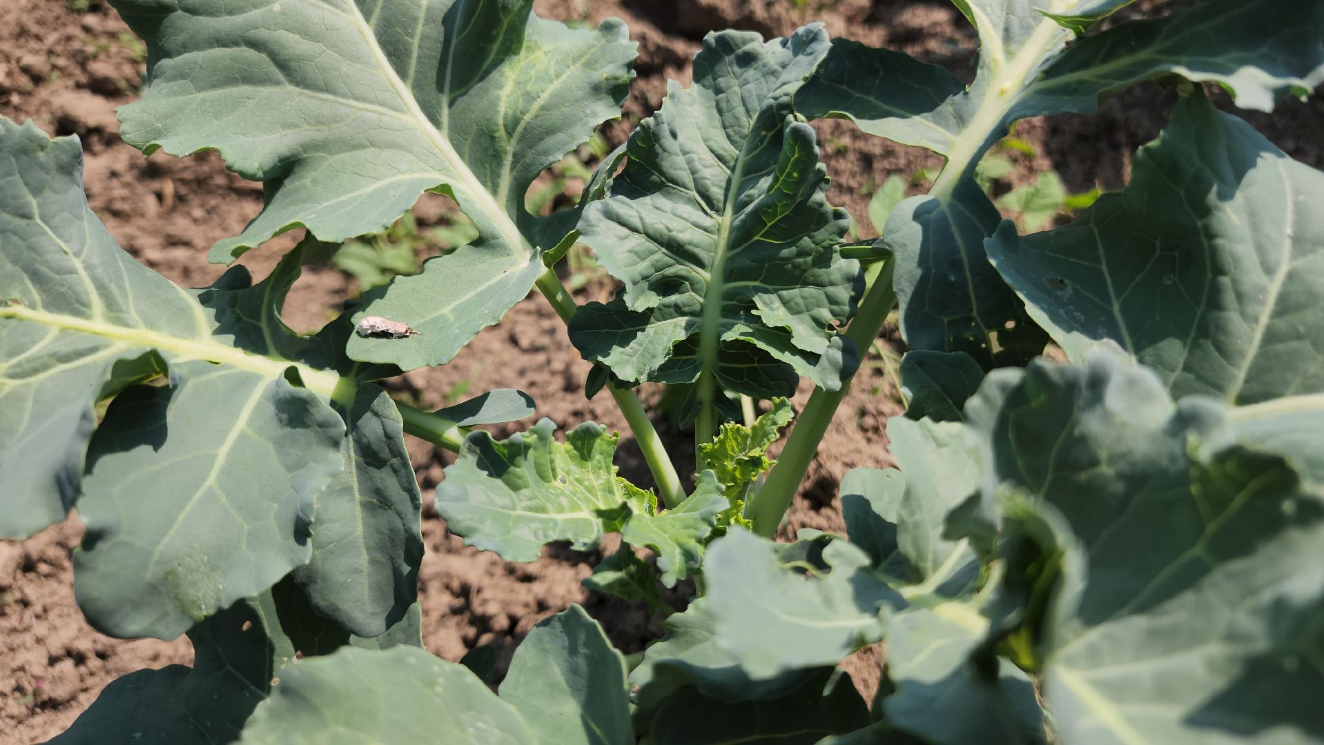 ступино, сельское хозяйство, импортозамещение,