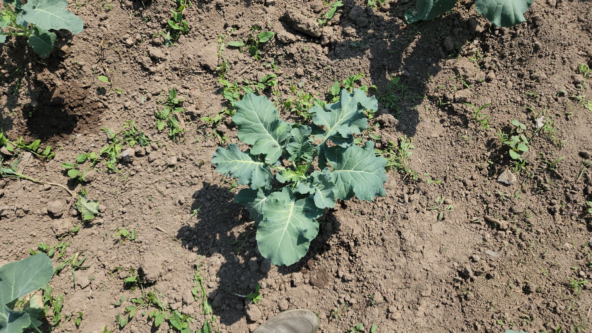 ступино, сельское хозяйство, импортозамещение,