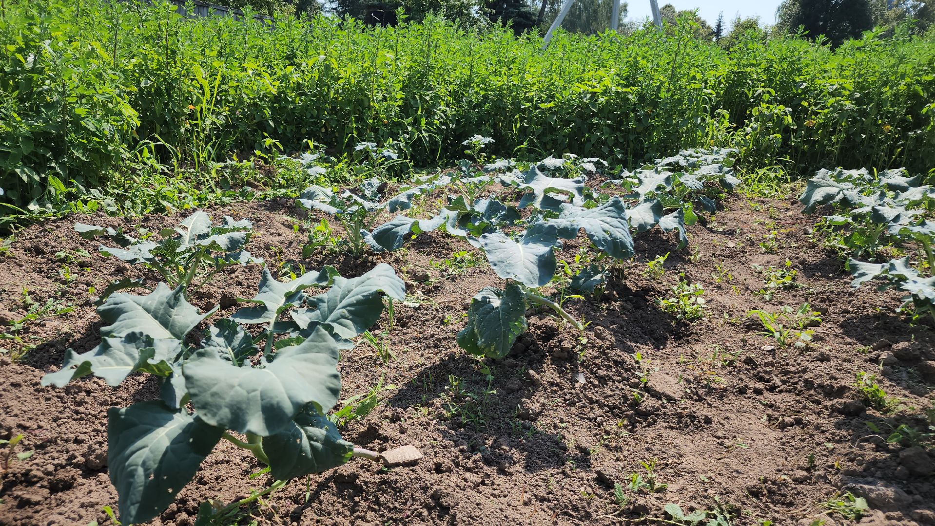 ступино, сельское хозяйство, импортозамещение,