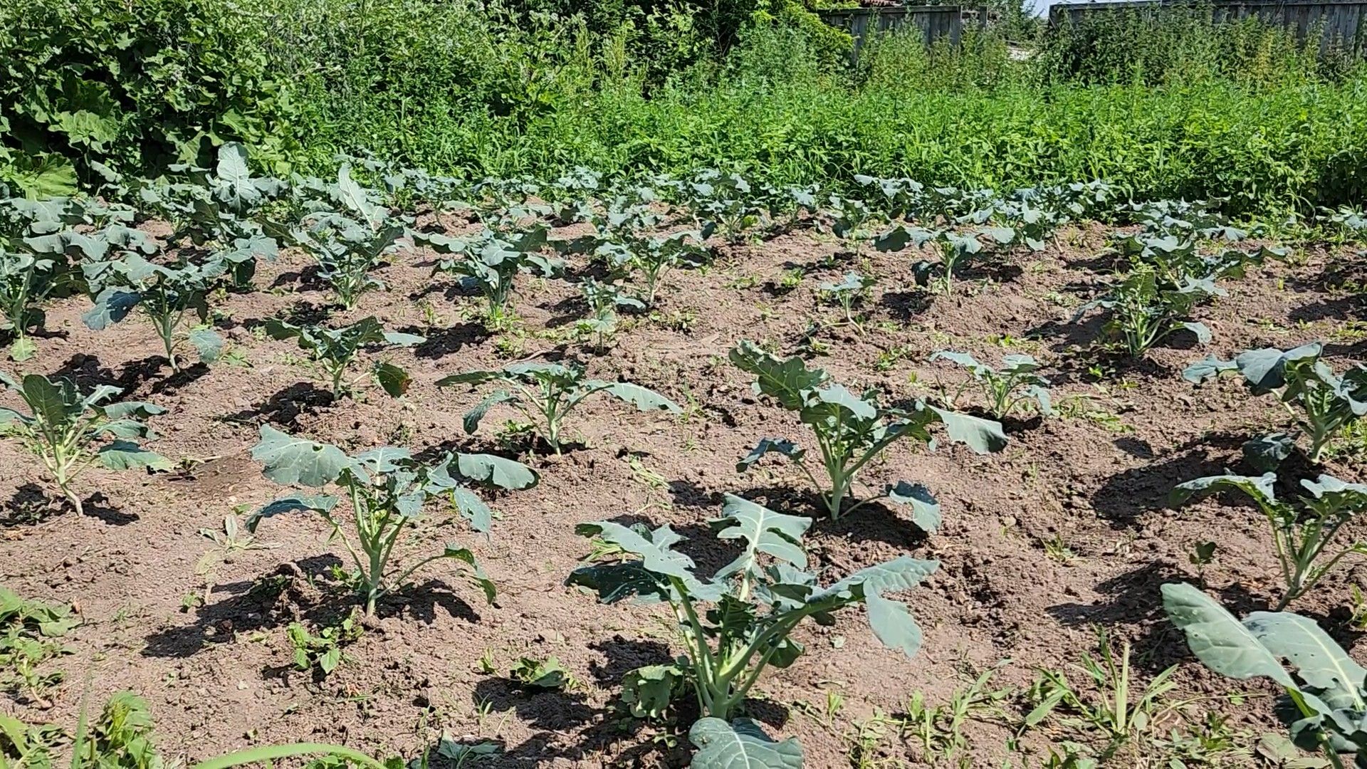 ступино, сельское хозяйство, импортозамещение,