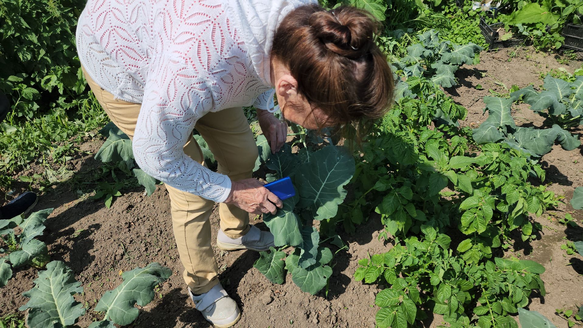 ступино, сельское хозяйство, импортозамещение,