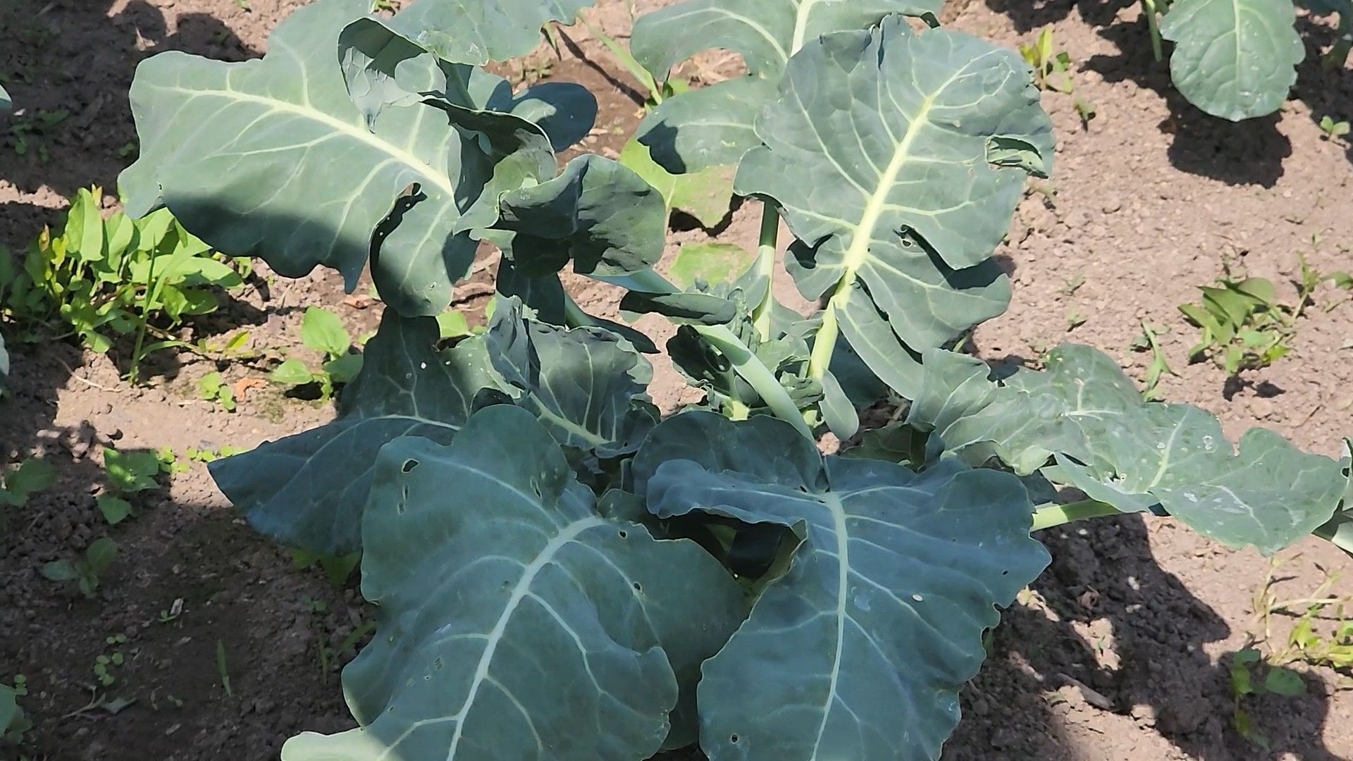 ступино, сельское хозяйство, импортозамещение,