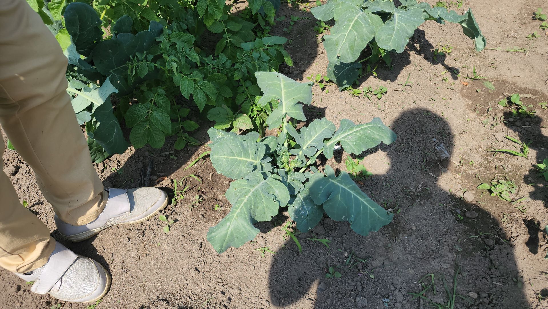 ступино, сельское хозяйство, импортозамещение,