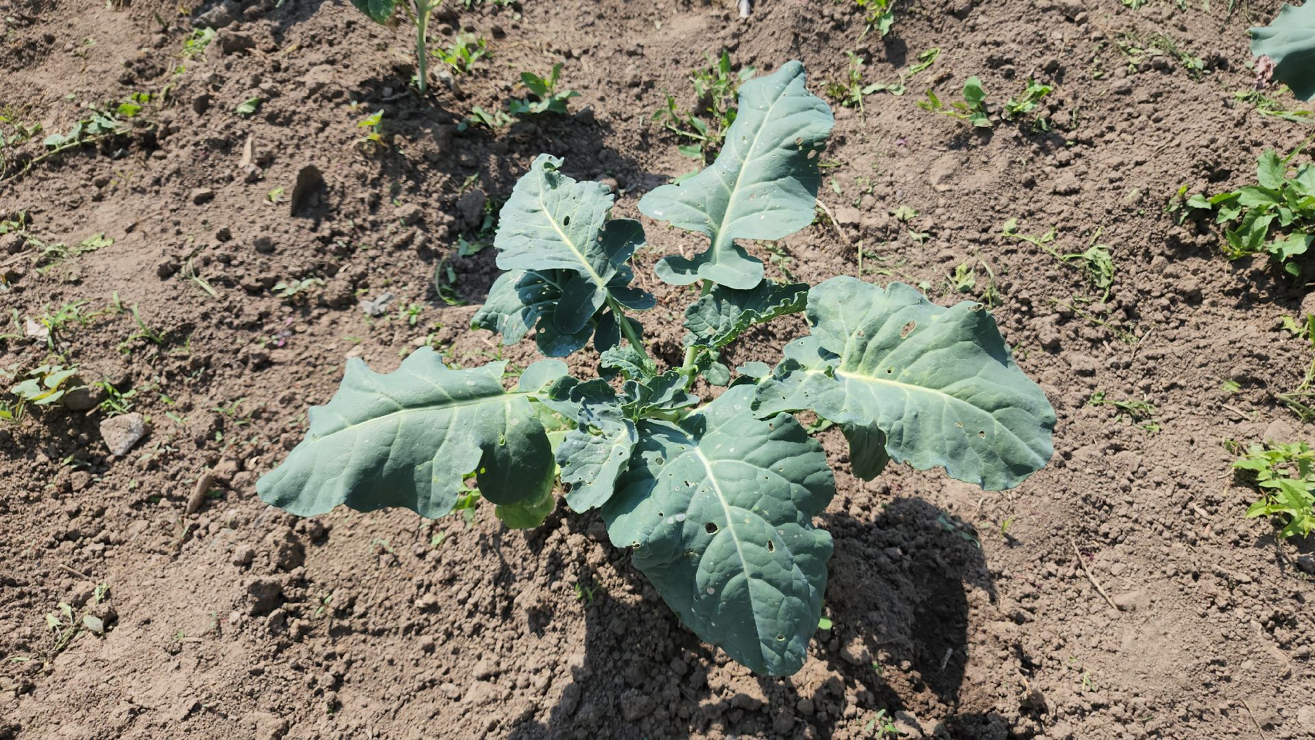 ступино, сельское хозяйство, импортозамещение,