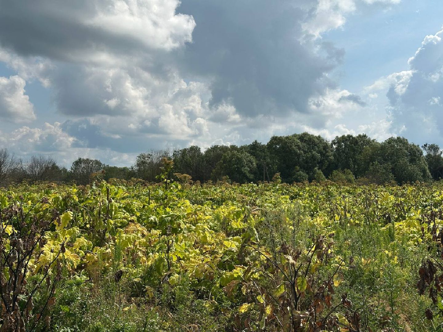 борщевик сосновского, экология, сергиево-посадский городской округ,