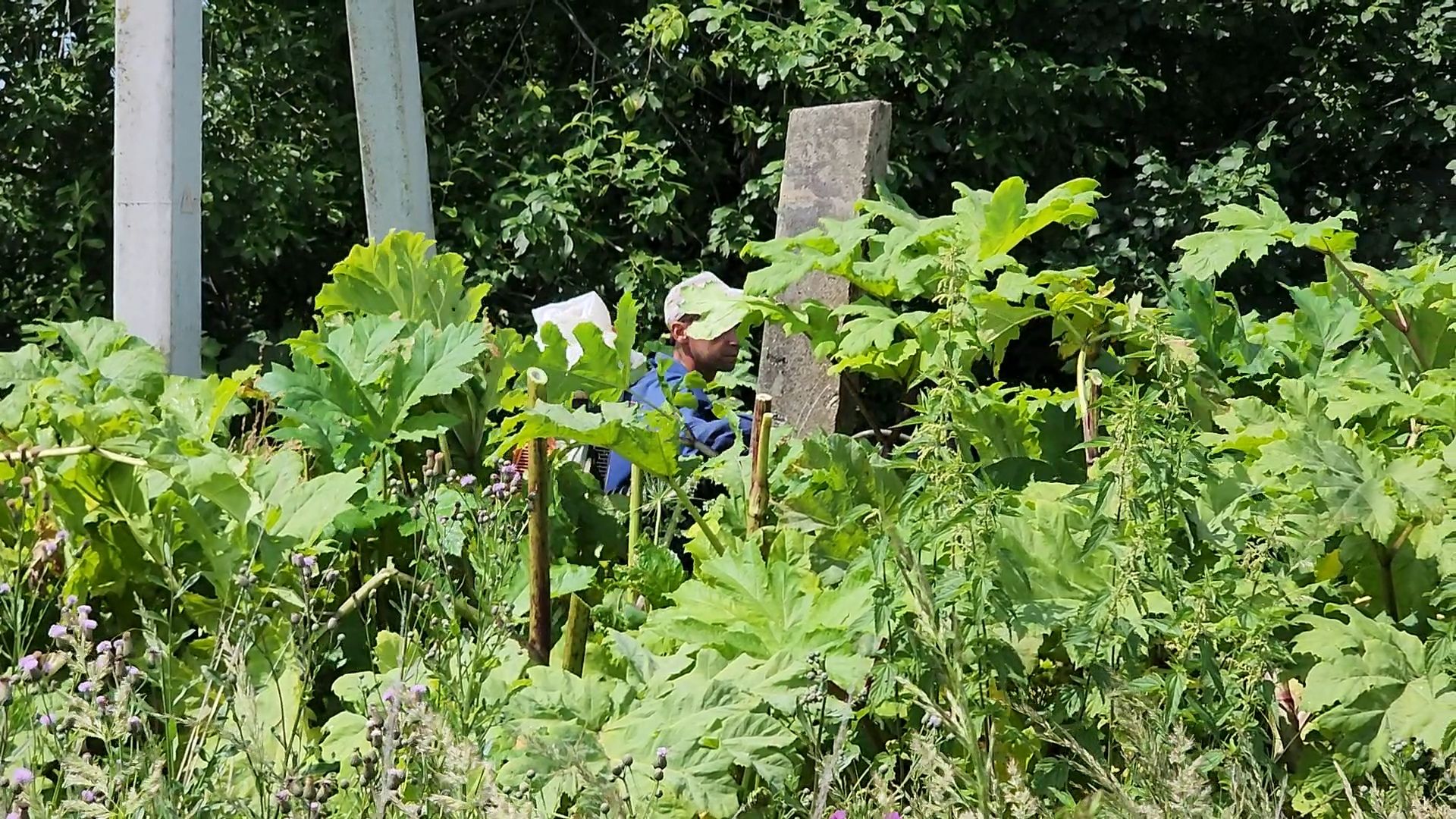 борщевик сосновского, экология, сергиево-посадский городской округ,