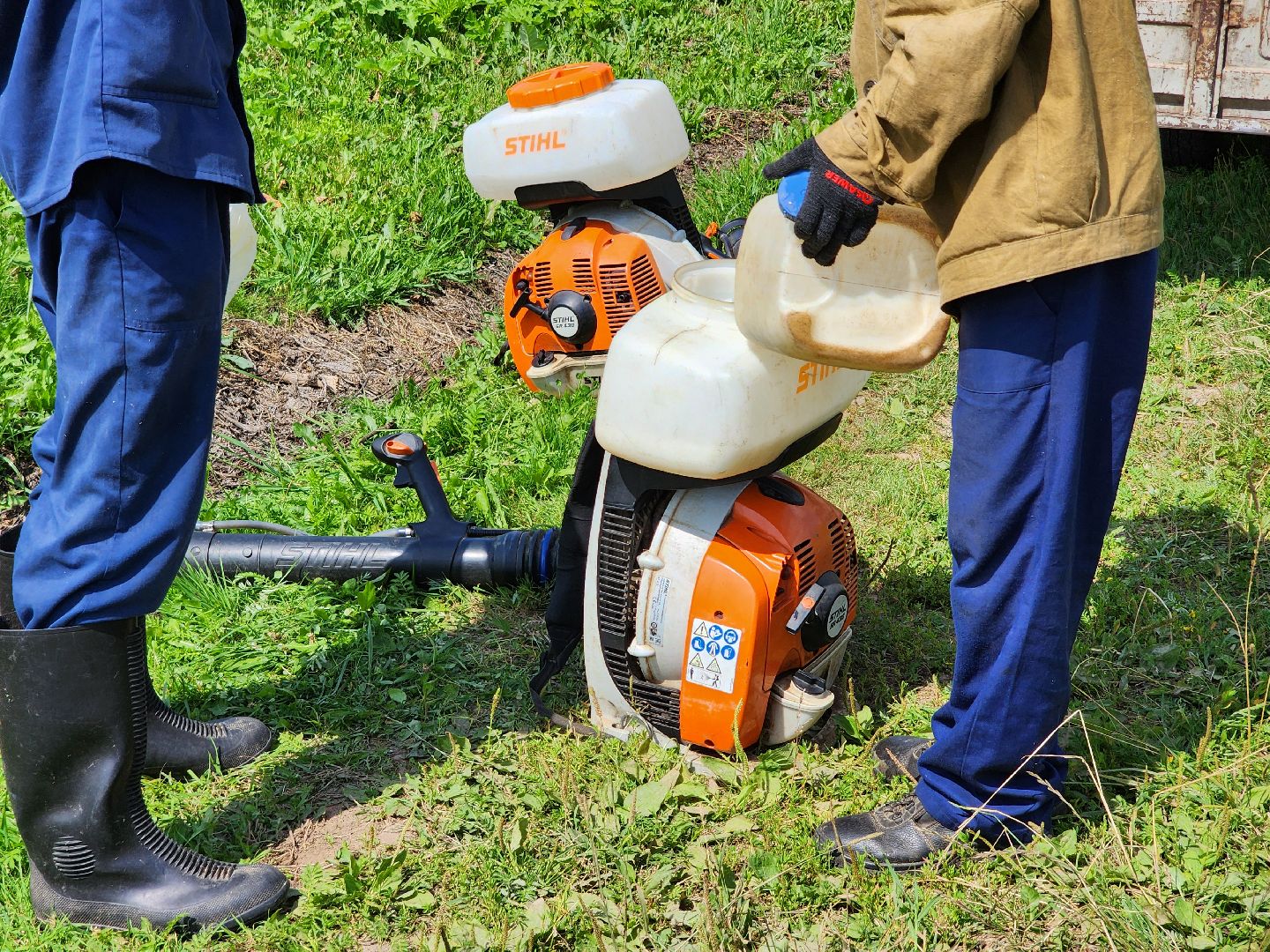 борщевик сосновского, экология, сергиево-посадский городской округ,