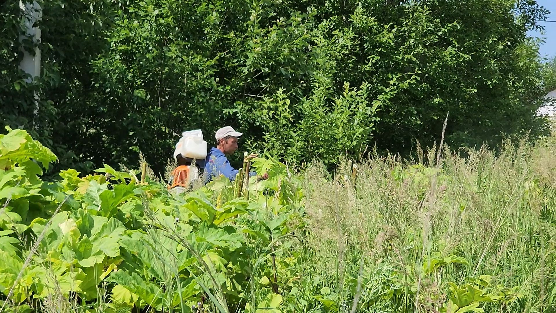 борщевик сосновского, экология, сергиево-посадский городской округ,
